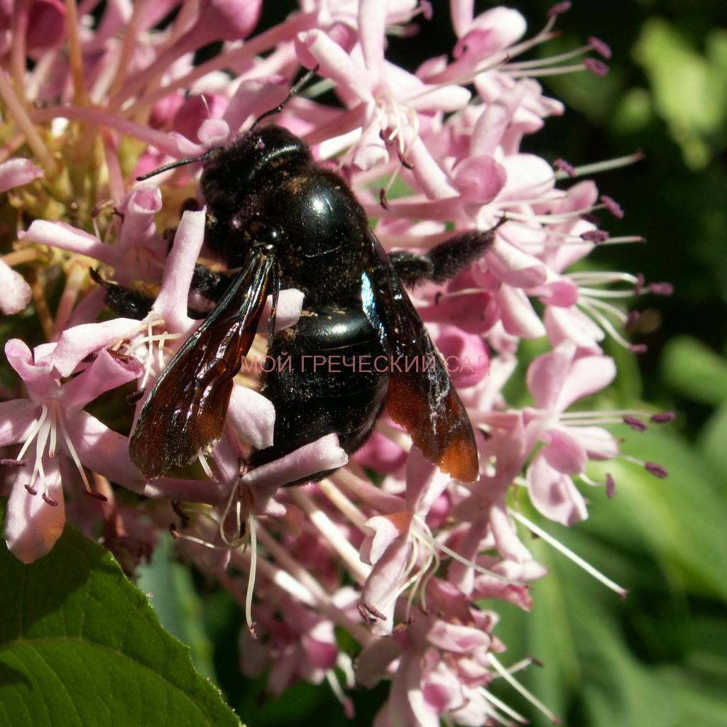 Пчела-плотник фиолетовая (Xylocopa violacea) фото
