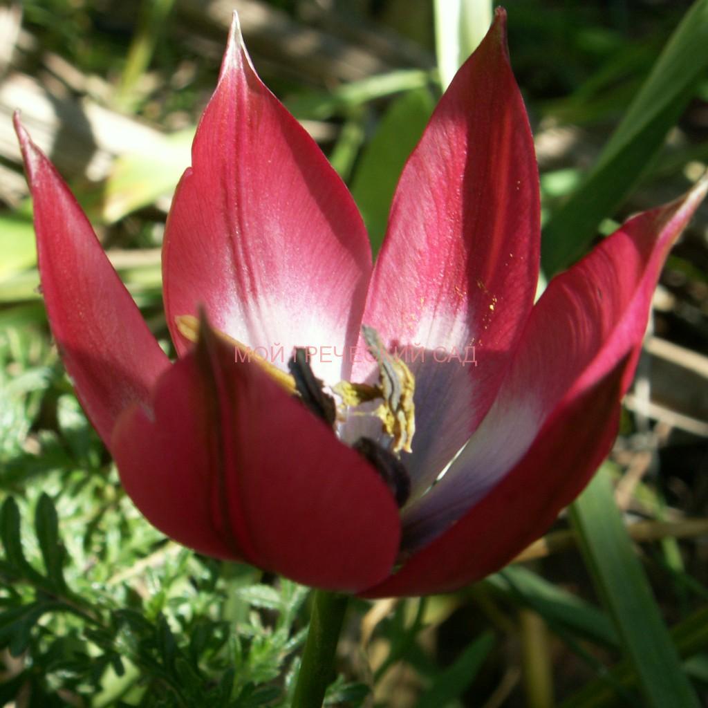 Botanical Tulips в греческом саду фото
