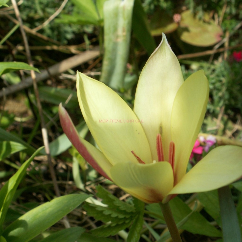 Botanical Tulips фото