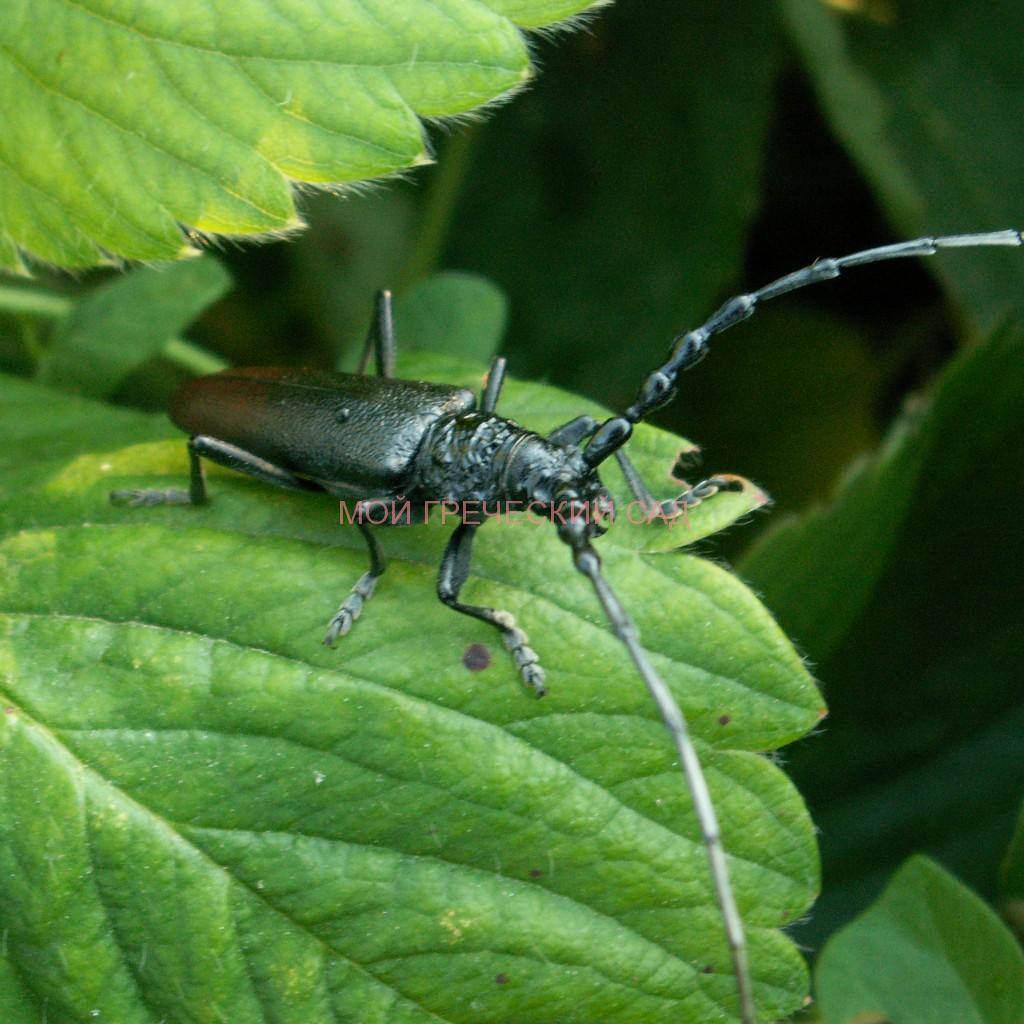 Жук-дровосек (Cerambycidae) или усач фото