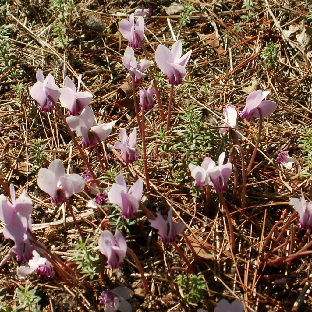 цикламен неаполитанский или плющевидный Cyclamen neapolitanum, Cyclamen hederofolium фото