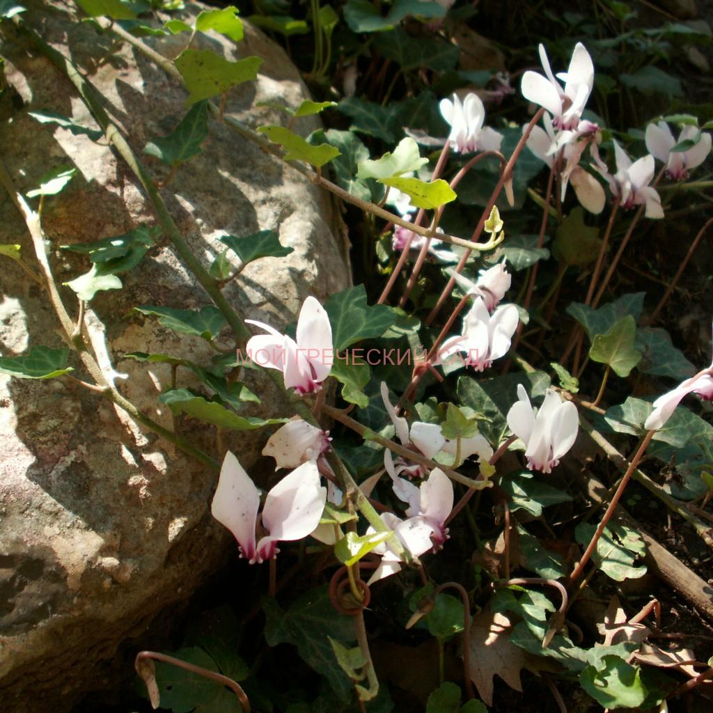 цикламен неаполитанский или плющевидный Cyclamen neapolitanum, Cyclamen hederofolium