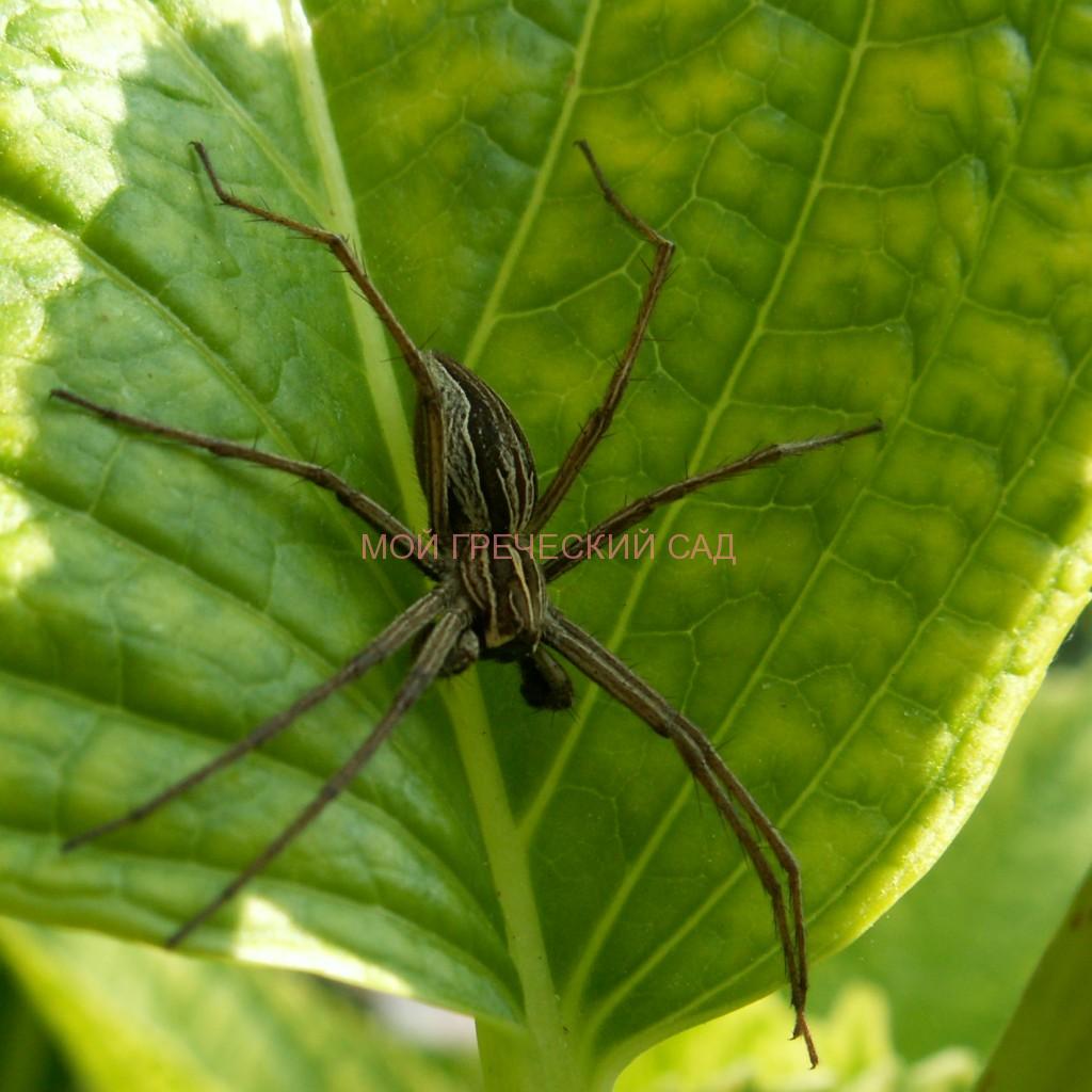 Бродячий паук Pisaura mirabilis фото