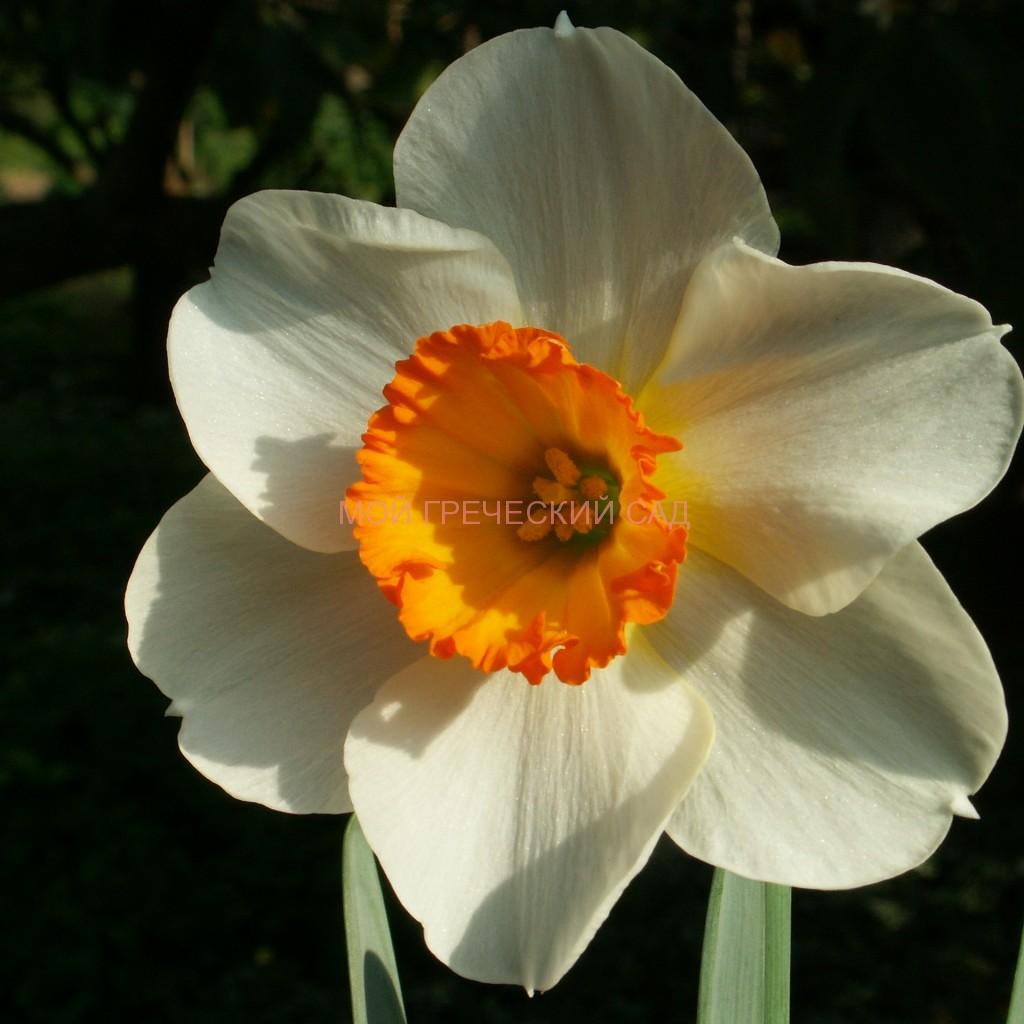 Нарцисс цветок фото