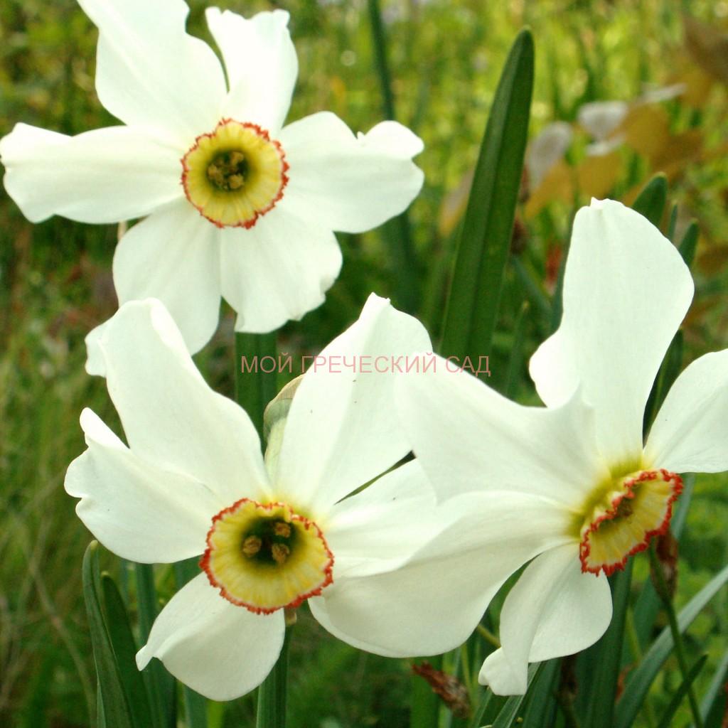 Нарцисс поэтический, или белый (Narcissus poeticus) фото