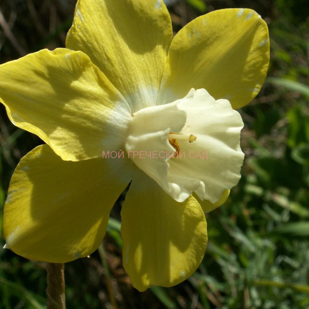Нарцисс Pipit (Пипит) Группа Ботанические фото