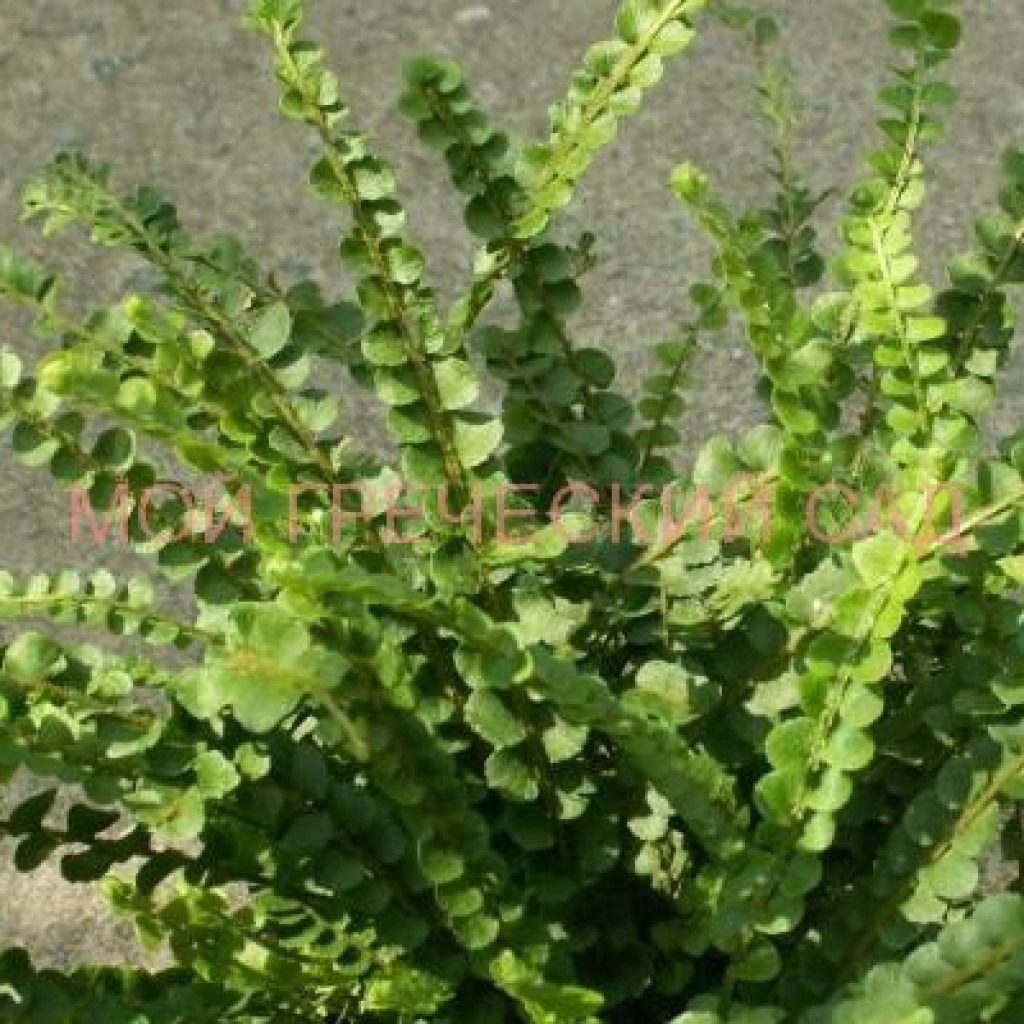 папоротник Нефролепис сердцелистный (Nephrolepis cordifolia) фото