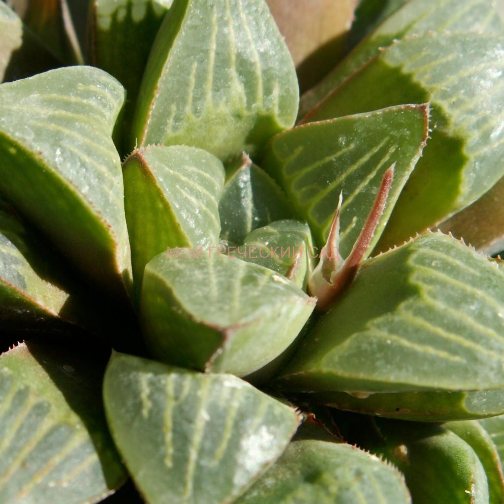 Хавортия притупленная (Haworthia retusa) фото