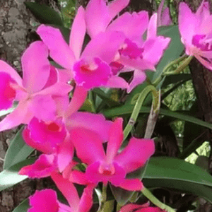 эпифитная орхидея