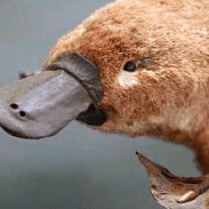 Утконос - реликтовое животное