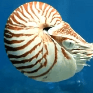 Моллюск Наутилус -пример реликтовые животные